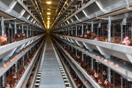 鸡蛋生产家禽厂照片