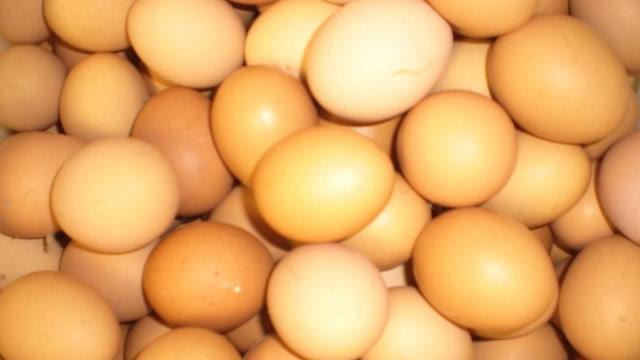 工厂是怎样生产鸡蛋的,不是母鸡直接下的吗?看完恍然大悟